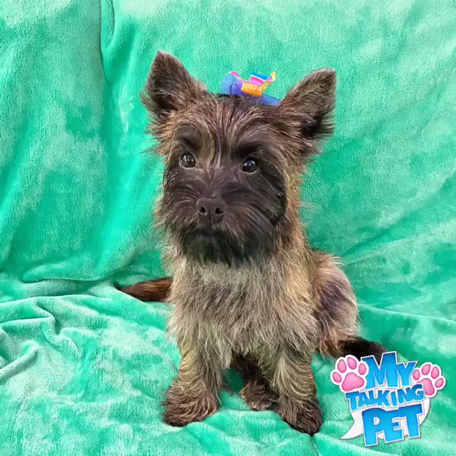 Toto of Oz (@mypuptoto) / X