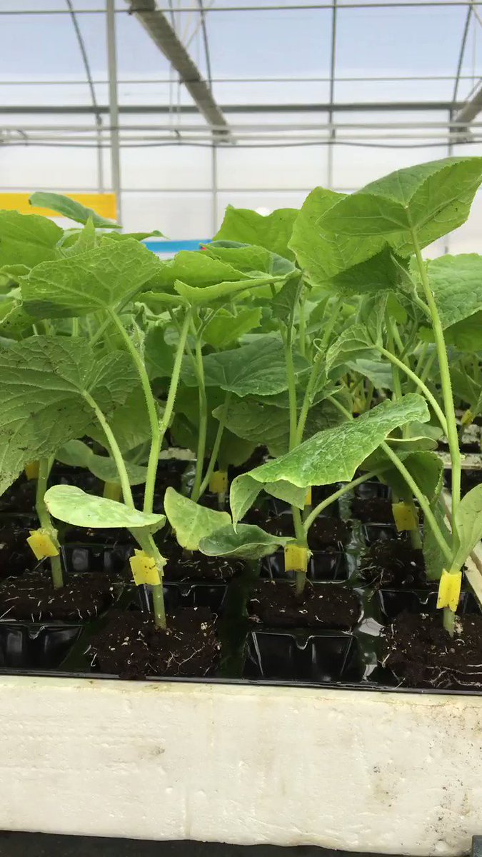 Miércoles a pleno rendimiento en nuestro invernadero de ecológico. Trabajamos de forma segura y responsable para ofrecerte la mejor planta.
#agricultura #poruncamposeguro #agriculturaandalucia #agriculturaalmeria #almeria #cristalplant #agriculture #semillerosalmeria #andalucia https://t.co/0c9jYk0QSo