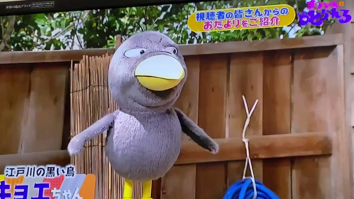 キョエちゃん声優結婚