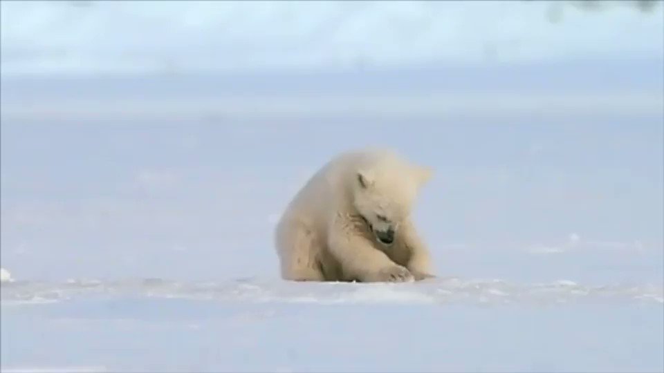 Bati Un Phoque Effraie Accidentellement Un Bebe Ours Polaire Bati Un Phoque Effraie Accidentellement Un Bebe Ours Polaire