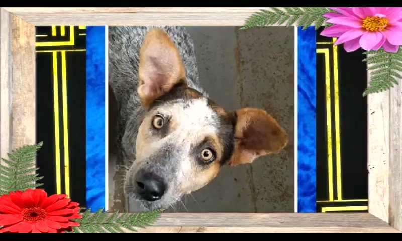 ⚠️
URGENT💥
🆘 PALM VALLEY ANIMAL SOCIETY EDINBURG #TEXAS💥
💥 COULD BE KILLED ANY DAY💥
💥PLS SHARE! #ADOPT #FOSTER #RESCUE #PLEDGE
#A45442891 NINA
Is a beautiful, sweet & friendly 2yr old girl. Please someone give this sweetheart a home!
https://t.co/CHh69g1cK3
More⬇️ https://t.co/OSxPAkFdZO