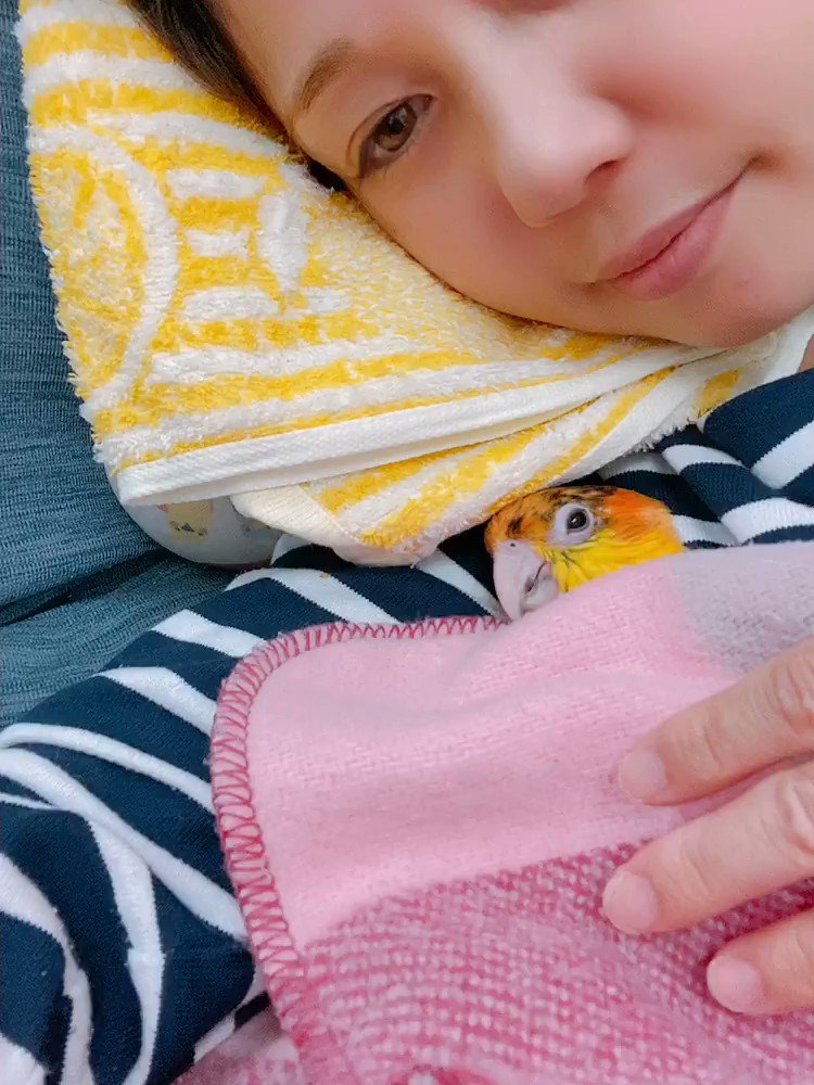 嘘のような本当の話？インコをお昼寝をさせています…