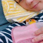 嘘のような本当の話？インコをお昼寝をさせています…