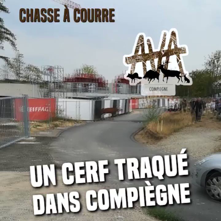 Un cerf sauvé de la chasse à courre à Compiègne