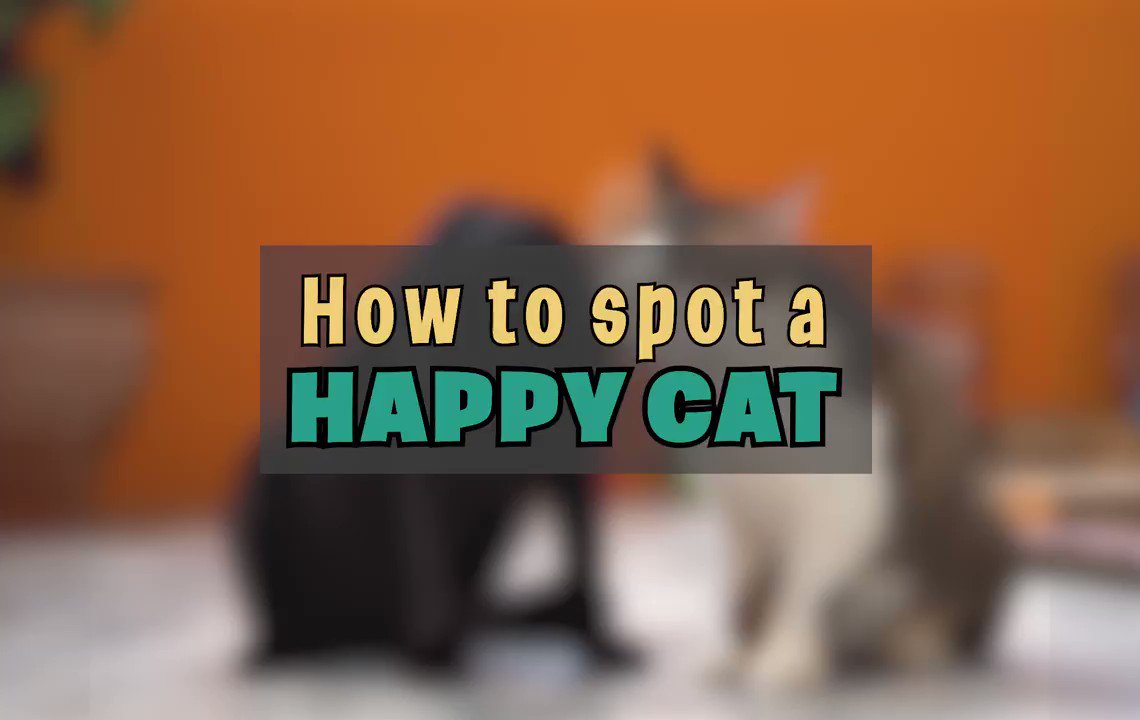 We are celebrating #HappyCatMonth by highlighting some of the great things you do for the cats of Thailand, every day.
• 83,246 cats have been neutered and vaccinated
• Treatment for over 200 cats
• In 2019, 150 cats found homes in #Thailand #USA #UK
#FelineFine #sundaybest https://t.co/akQodEF6id