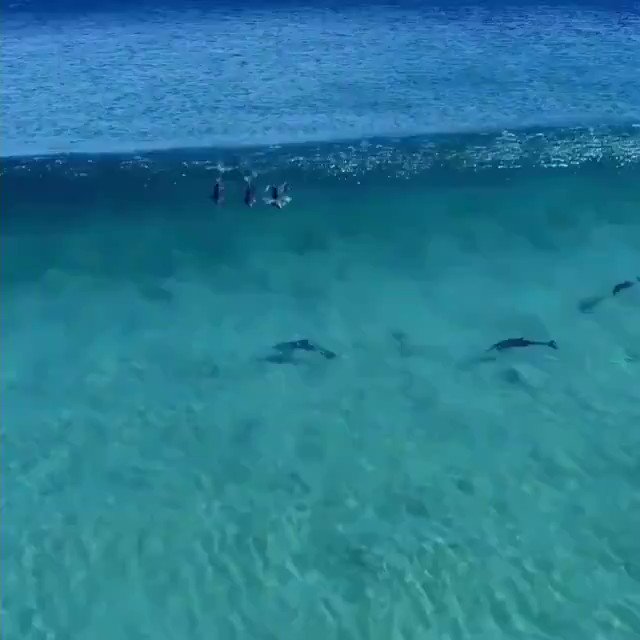 気持ちよさそう！綺麗な海の波に乗るイルカたち！