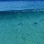 気持ちよさそう!綺麗な海の波に乗るイルカたち!