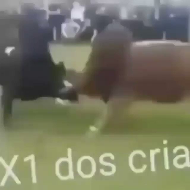 Memes engraçados e aleatorios on X: #Memes #memes2020 #memesdaily #meme #roubado / X