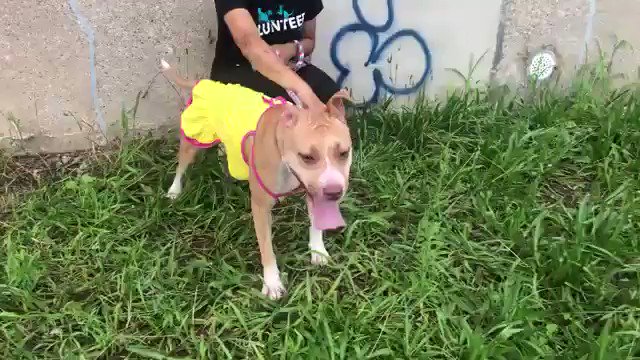 Humble Bee #98846 is terrified outside, and with other dogs. But put her one-on-one with people sheâs adjusted to, and sheâs a splooting puppy with a big wag. Theyâll kill her Thursday, but our pledges via @TomJumboGrumbo can get her rescued. PLEASE RT HER!https://t.co/GBOHGBEUZy https://t.co/mjOtLGy7y5