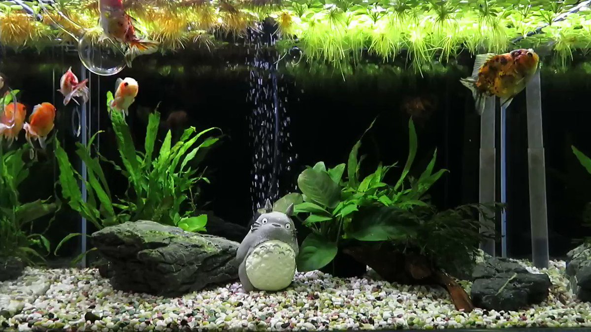 ケイジ 癒しの水槽 4hk62pgwzupaj34 Twitter ケイジ 癒しの水槽 4hk62pgwzupaj34 Twitter