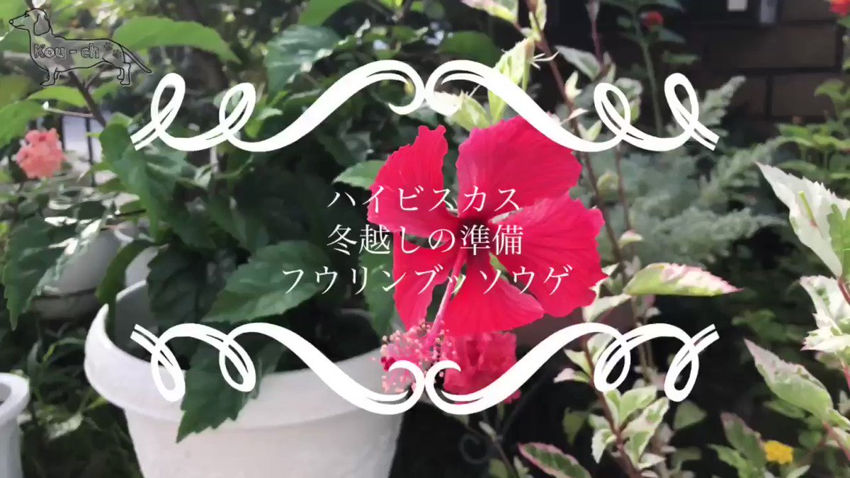Youtubeこーチャンネル Youtubekouch Twitter