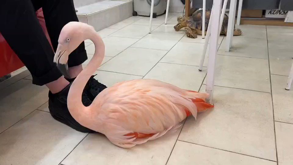 ❤️ときどき様❤️ ダウンロードコンテンツ｜ときめきメモリアル Girl's Side 4th Heart