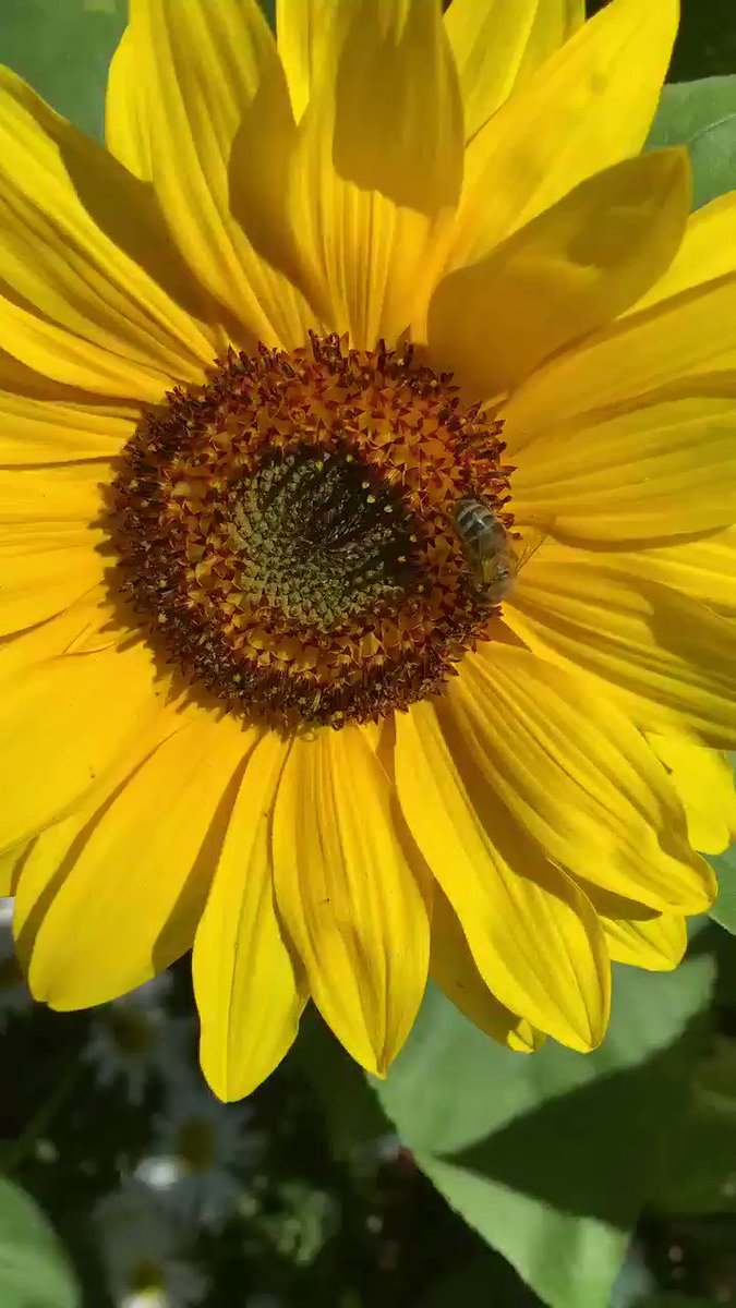 It’s another beautiful day in Clapham #Bees #Life #Wildlife #wildlifephotography 🐝 🐝🐝🐝🐝🐝🐝🐝🐝🐝🐝🐝🐝🐝🐝 https://t.co/R2wHl6J1Op