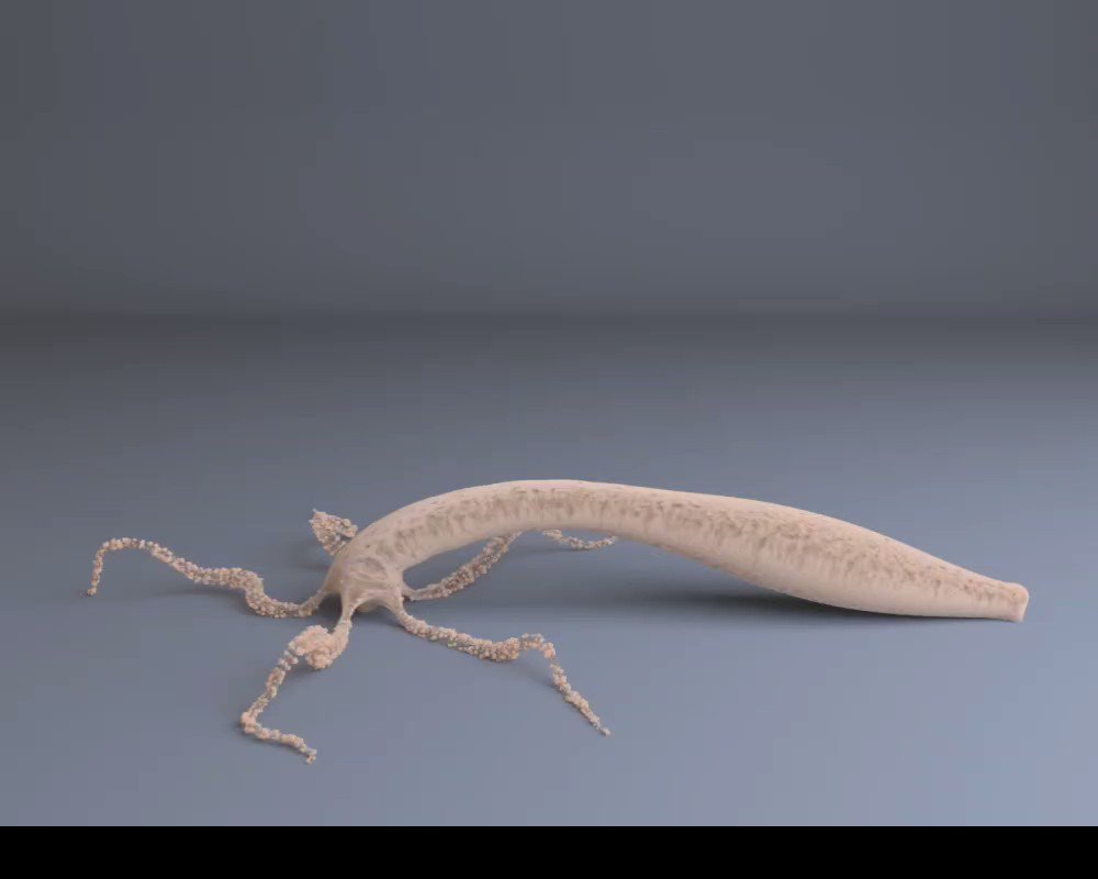 Sanjeev Galande on X: "Happy to share our story on biomechanics of  somersaulting locomotion in Hydra. (https://t.co/Ks36C6c0iv). Differential  stiffness of body column helps in efficient transfer of energy during  somersault.@SuyashNaik6 @MKunni88 ...