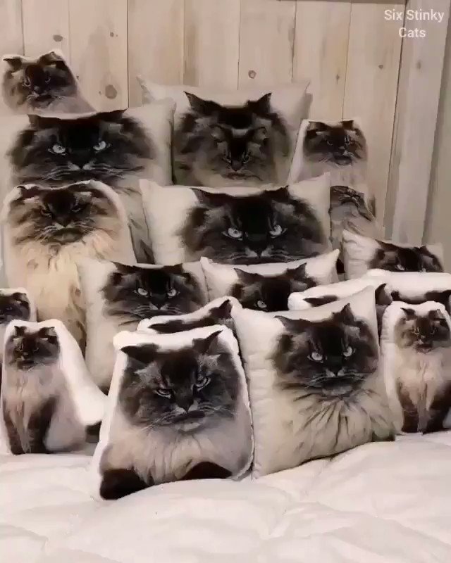 本物の猫は見つかるかな?
https://t.co/5YnXsOA7zv