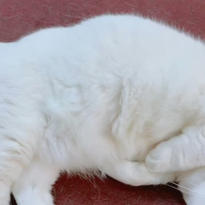 ちょっとだけもふもふしたい人vs今絶対もふもふされたくない猫 話題の画像がわかるサイト