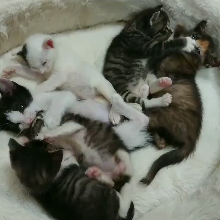 可愛い子猫
