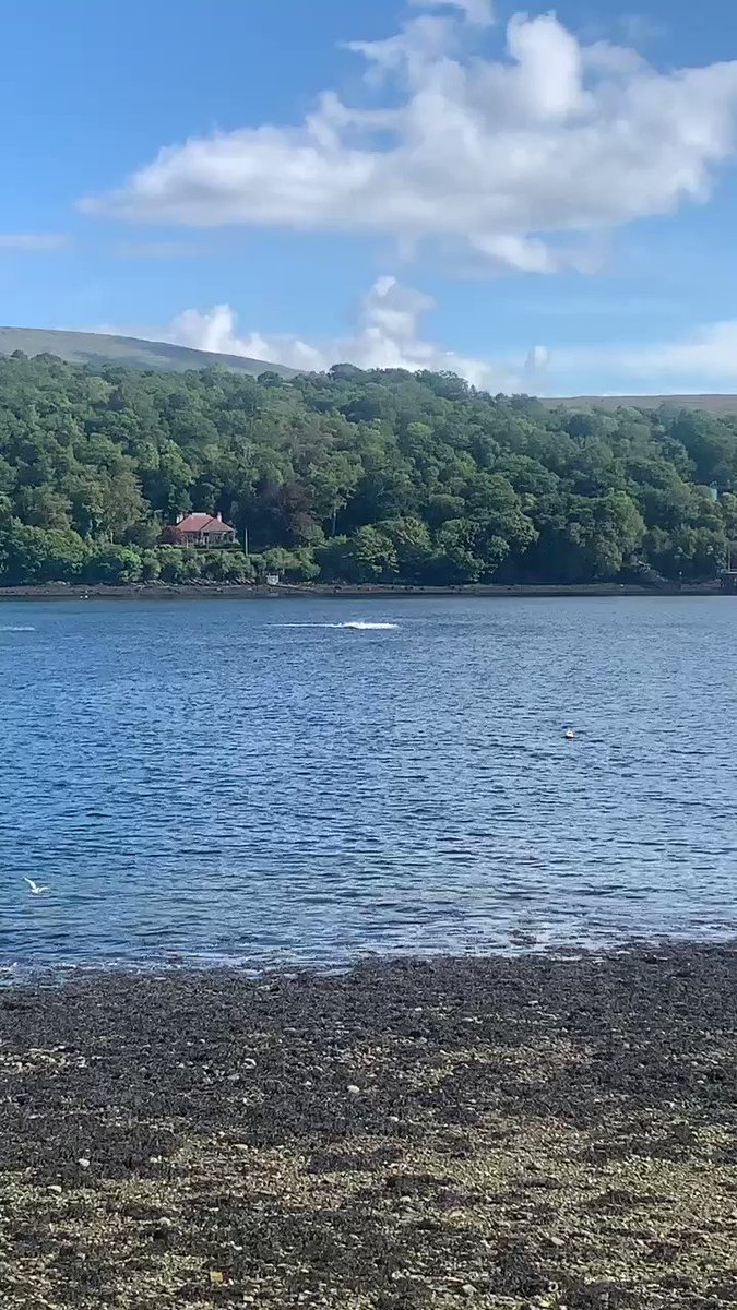 Now these visitors ๐ณ are the kind we love ๐ seeing in the #Gareloch #Whales #Argyll #Scotland #marinelife https://t.co/iMrYyVG5cZ