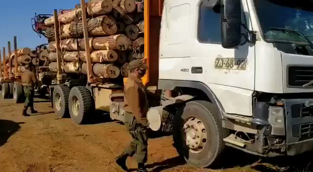 🔴Carabineros de la Prefectura COP Los Álamos detuvieron a un sujeto que conducía un camión que fue visto momentos antes cargando madera sustraída en un predio forestal de la comuna de Contulmo. El sujeto fue detenido por el delito de Hurto de Madera. https://t.co/culvWNTJ0y