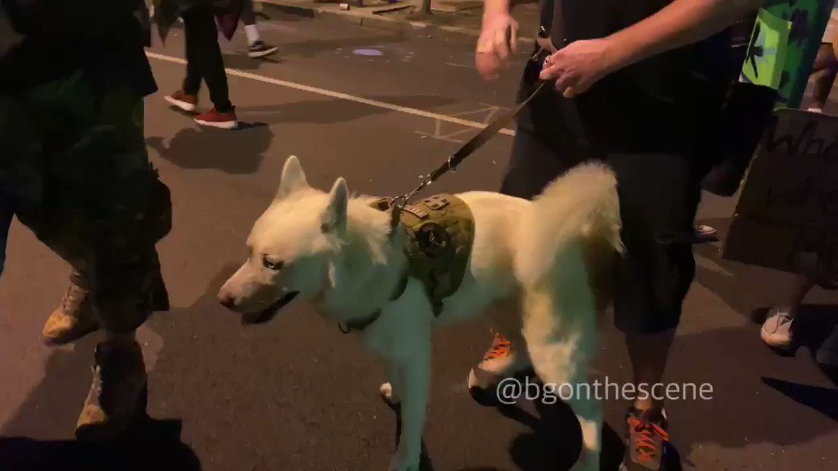 Not sure if the curfew applies to canines, but they’re out here marching too #Louisville #LouisvilleProtests #BreonnaTaylor https://t.co/AgyWHjeLU4