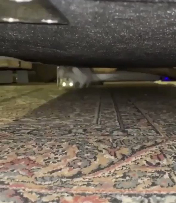 恐怖！天地逆さに這い寄る謎の猫さん！のサムネイル画像