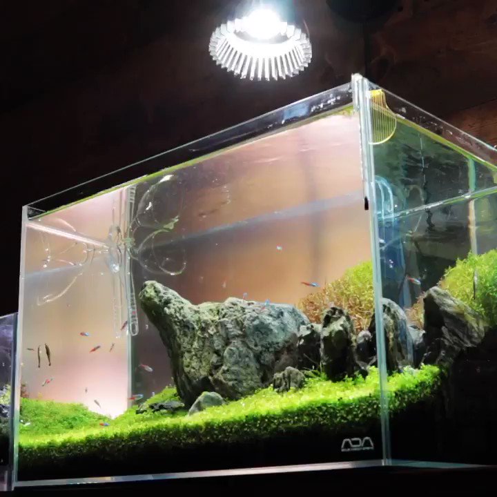 ブランド雑貨総合 Ada 30cmキューブ アマテラス セット 魚用品 水草 Juliabaird Me