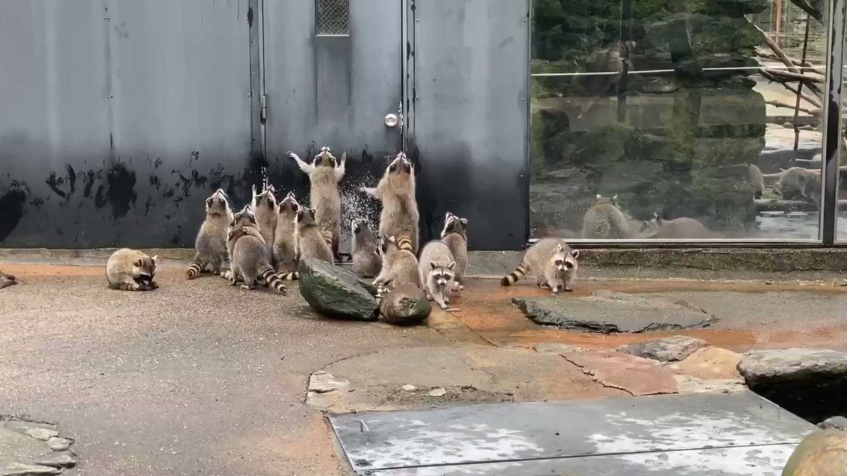 壞壞動物 - 浣熊：加油！通往自由的門就在前面！ -mTgzAVMvVCXGt4r