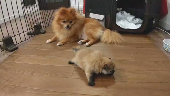 犬 の評価や評判 感想など みんなの反応を1日ごとにまとめて紹介 ついラン