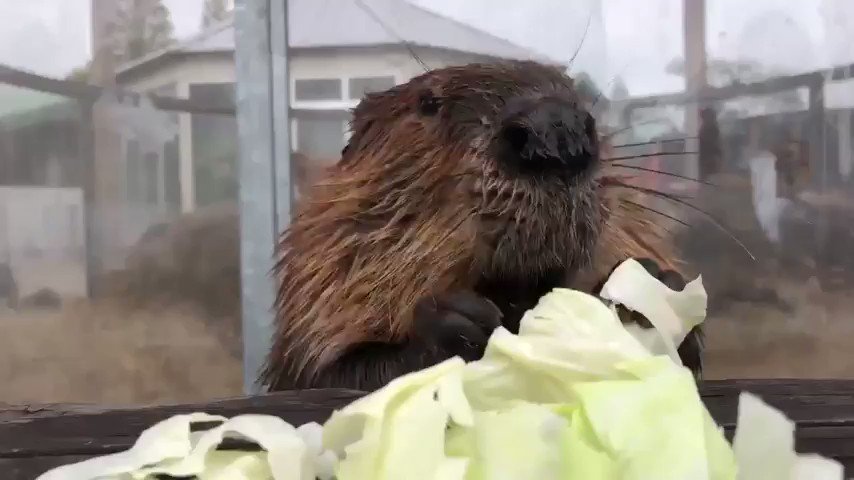 Studies have shown that listening to the sound of beavers enthusiastically munching on white cabbage can temporarily reduce stress levels by up to 17%. https://t.co/g8jcoCYeHP