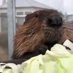 とにかくひたすらキャベツを食べるビーバー!咀嚼音がたまらない