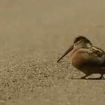 ノリノリで踊るアメリカヤマシギがなんとも可愛い。でも実は餌をおびき出すためのもの。