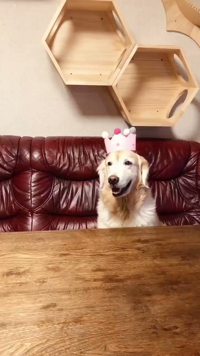 わさびちゃんページ パズル🧩