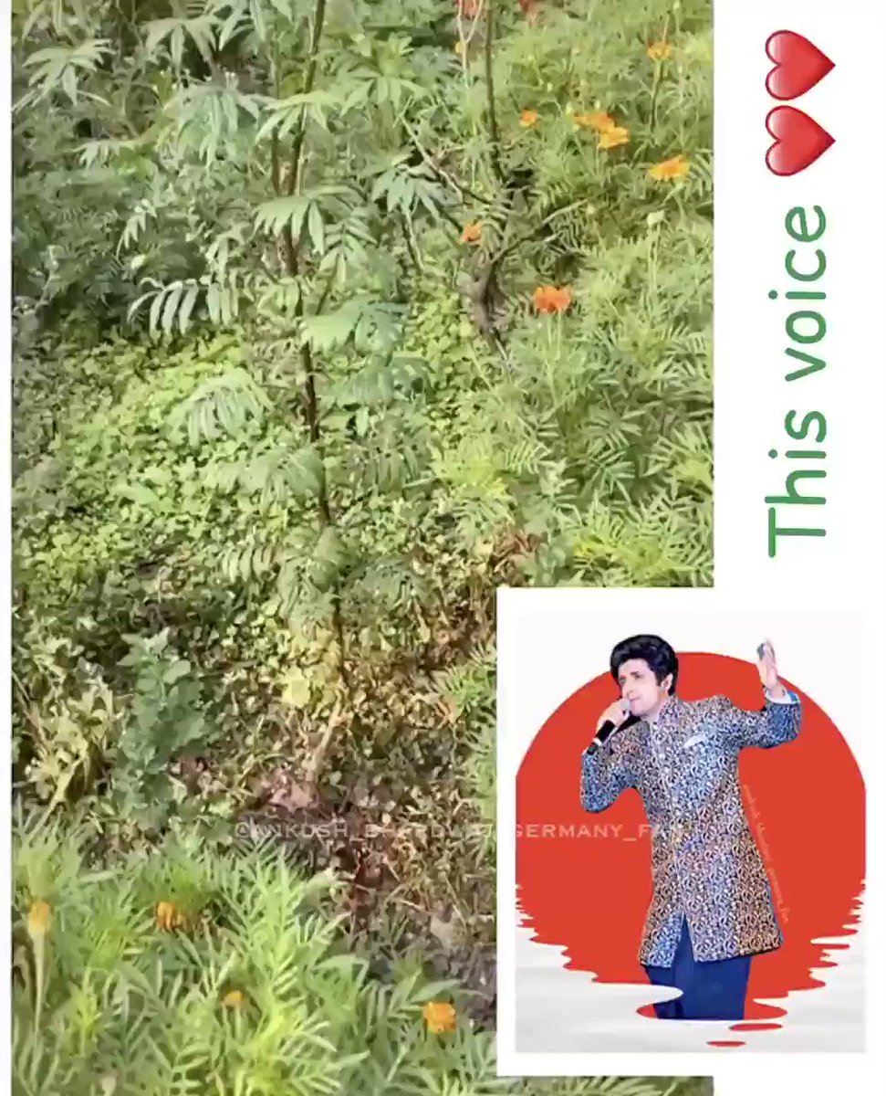 ❤️💚@ANKUSH_00007 Ur #voice is superbly #satisfying #peaceful #sweet #hearttouching #calm #emotional 💚❤️
🎤🎵 ur voice suits everything perfectly 🎶👌🏻 Thank u so much for sharing this clip a few days back 🤗 🙏🏻 God bless u 😇 #music #mountains #himachal #singer @Ankush_Fanclub https://t.co/K4CLtrU20Q