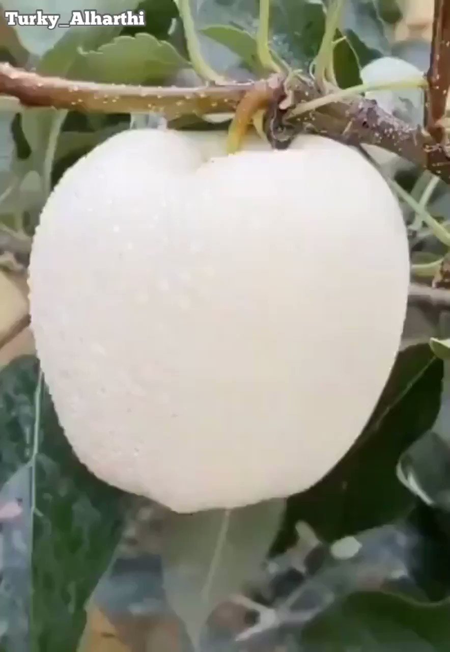 Сорт яблок белая роза