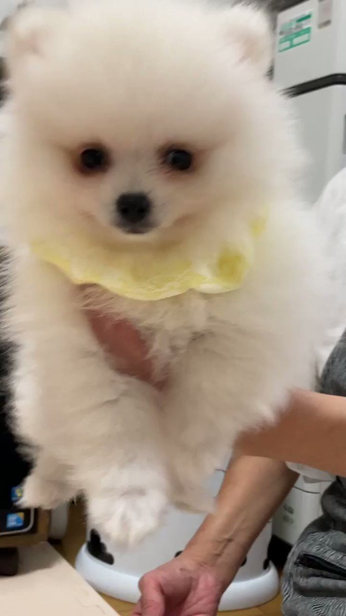 A List Of Coco Boshi2 S Photographs And Videos Whotwi Graphical Twitter Analysis A List Of Coco Boshi2 S Photographs And Videos Whotwi Graphical Twitter Analysis