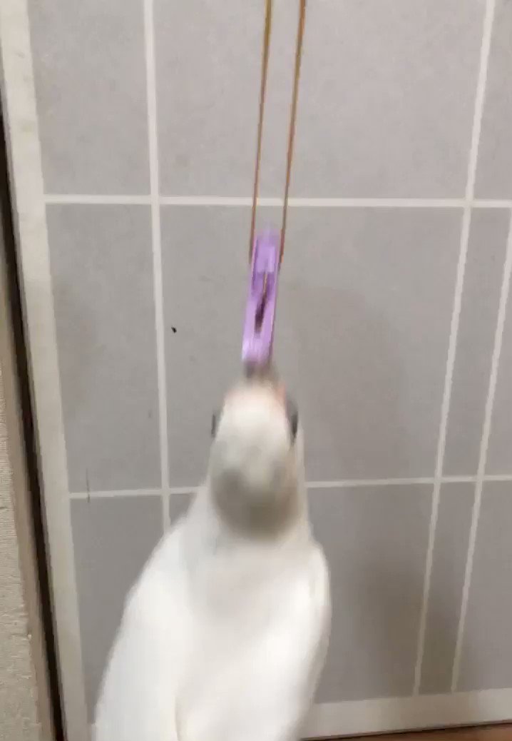 変な遊びを覚えた鳥さん。あなたはヨーヨーですか？ｗｗ