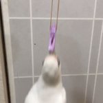 変な遊びを覚えた鳥さん。あなたはヨーヨーですか？w