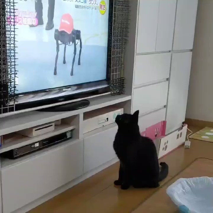 スッキリで ロボット犬 が話題に トレンドアットtv