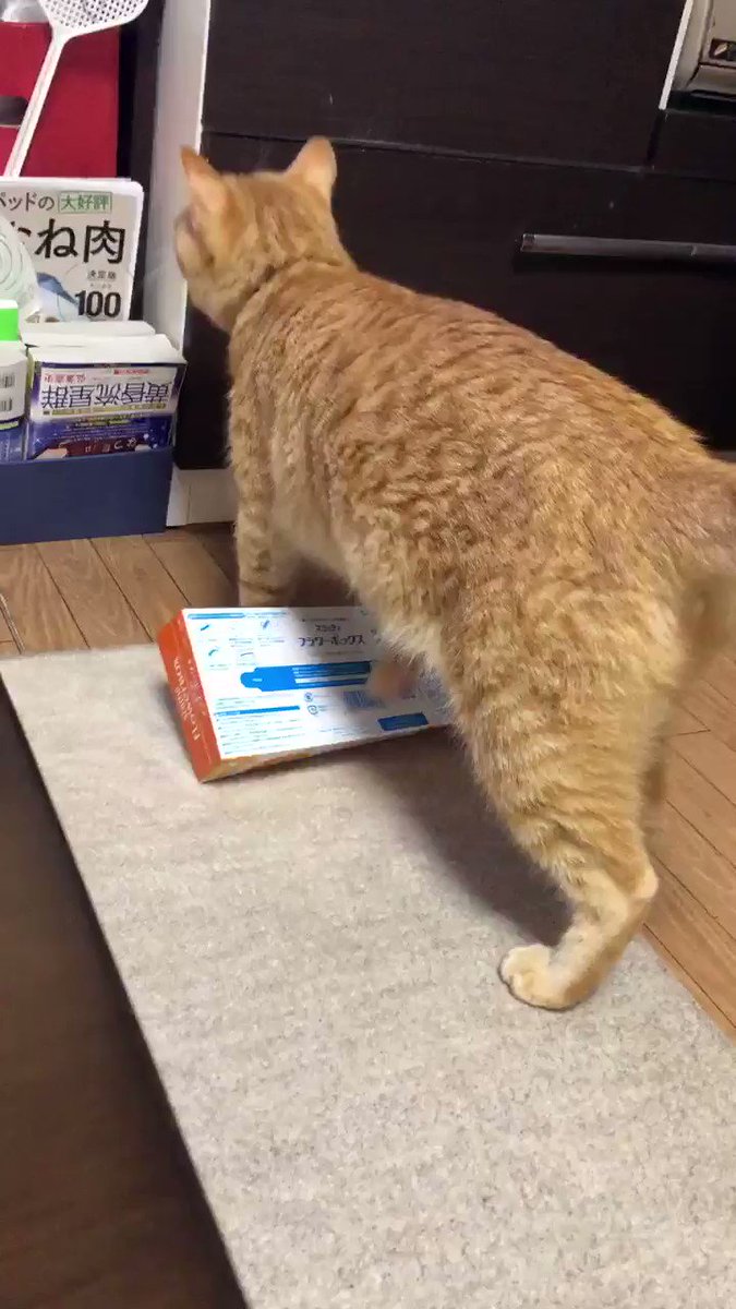 貓 - "沒有我進不去的盒子！“ 2WuRa0vvH3kpId4I