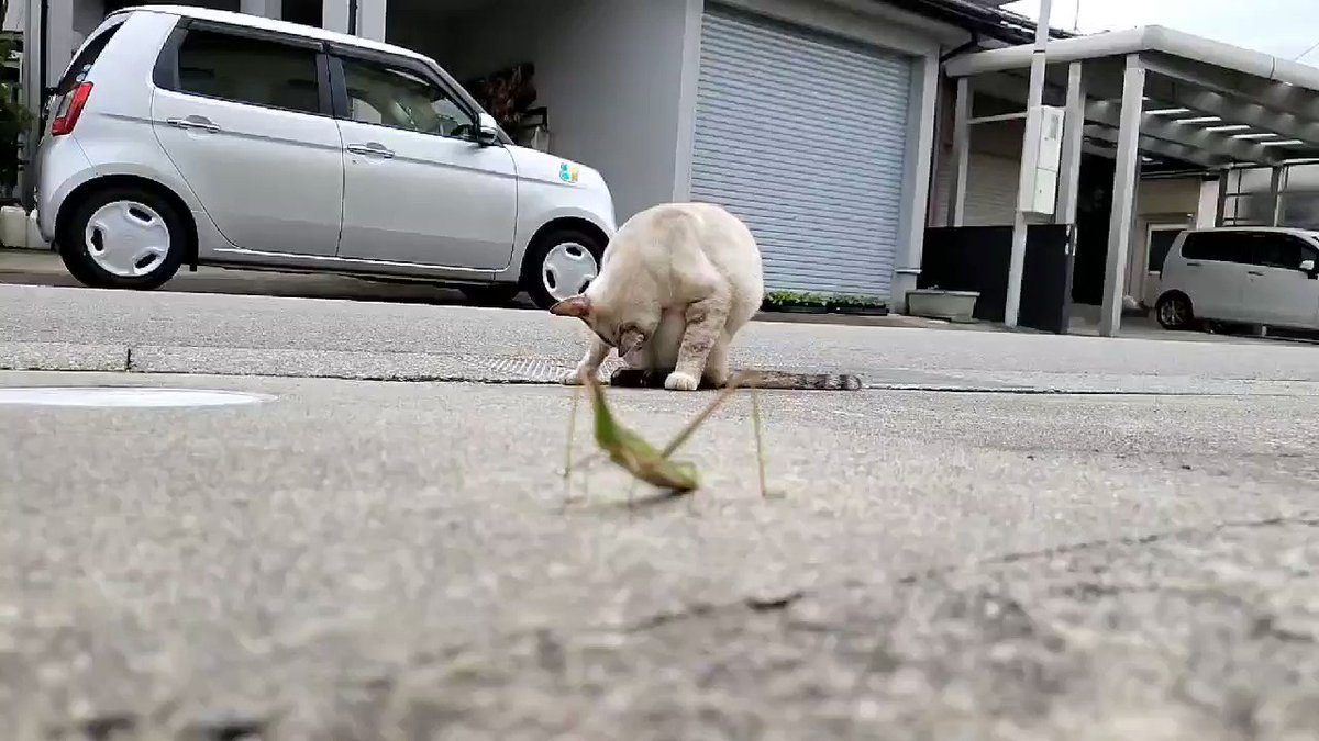 九死に一生とは、こういうことだ！！猫に狙われた？バッタ！！