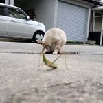 九死に一生とは、こういうことだ!猫に狙われた？バッタ!