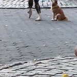 セントラル・パークの素敵な休日!バレリーナとドッグダンス!