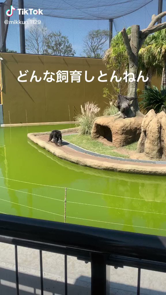 カメがゴリラに遊ばれている！！車で遊ぶ小さな男の子みたい！！