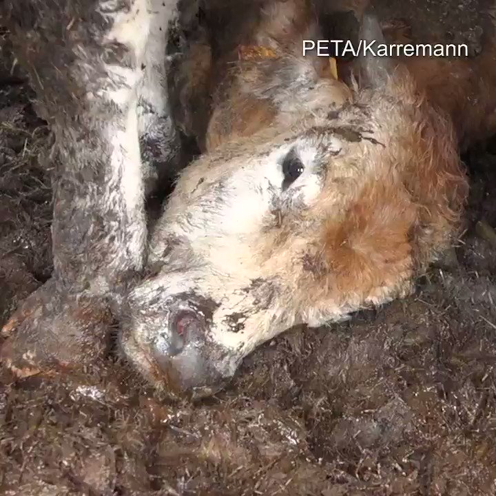 Si ces images vous choquent, agissez pour ces animaux transportés hors de l'UE, de 3 façons :
🗸 Devenez #vegan et épargnez ainsi les animaux exploités par l'humain
🗸 Demandez à la Commission européenne d’interdire l’exportation d’animaux vivants ➡️ https://t.co/oyKc4ZpvGN
🗸 RT https://t.co/2ja3VG4zaT
