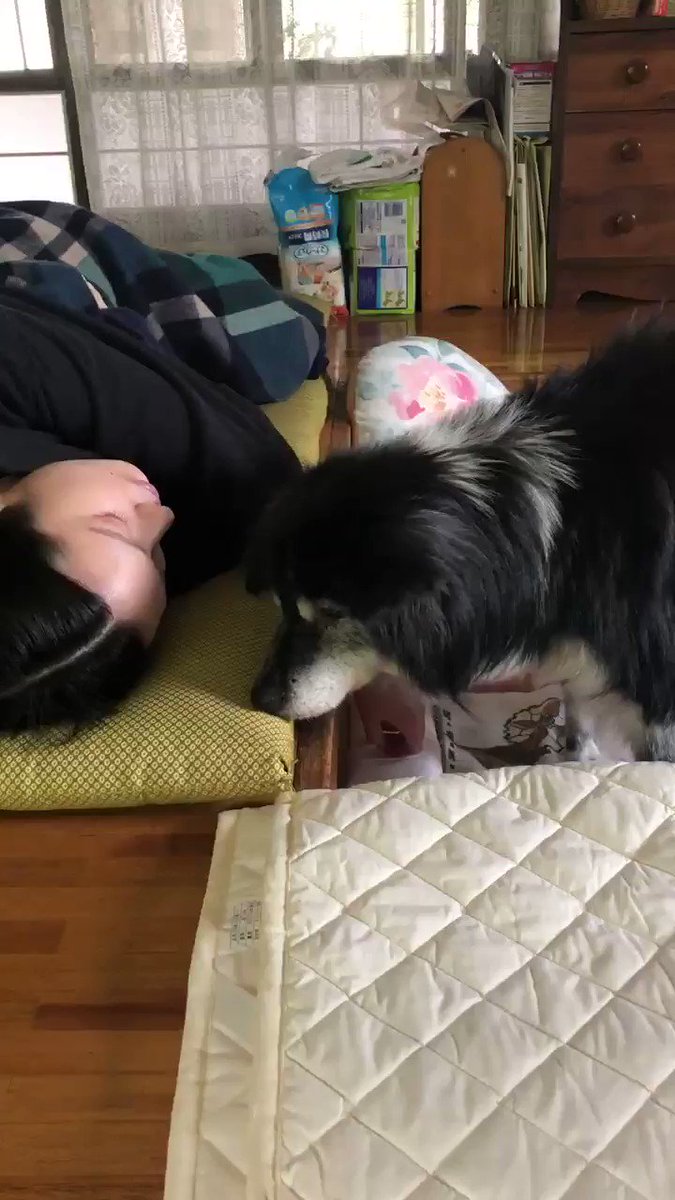 妻が高齢の愛犬に会いに帰省した際に撮影 お別れを言い合っているようで悲しいけど あまえる仕草がおもしろかわいくて 何度も見返してしまう 話題の画像がわかるサイト