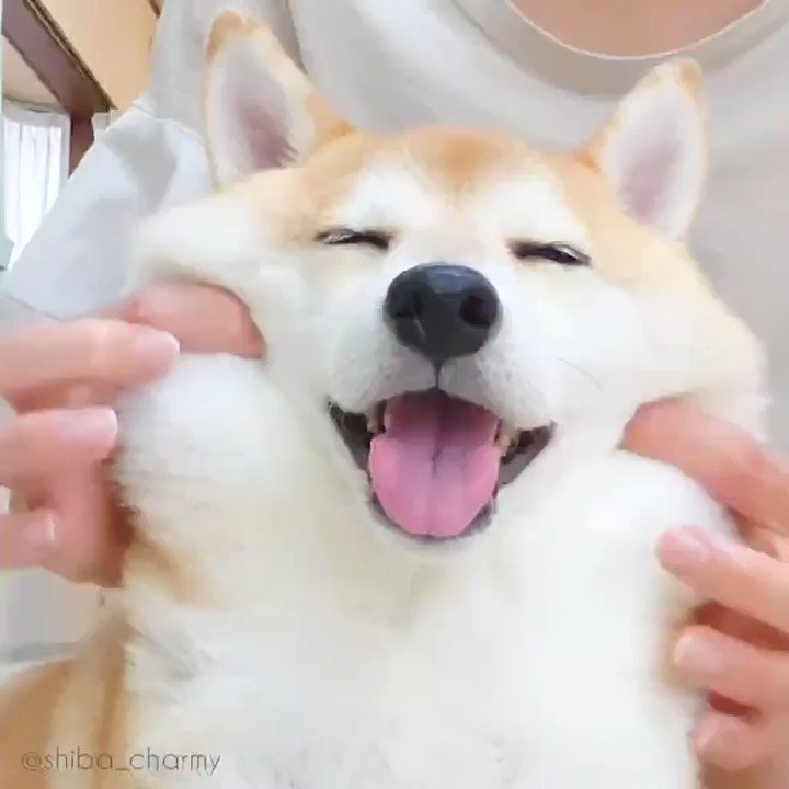 柴犬のほっぺがもっちもち モミモミされるワンコの最高の笑顔に癒やされる ねとらぼ