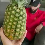 パイナップルは素手で食べられる？包丁などが無くてもパイナップルを食べやすく小分けにする方法!