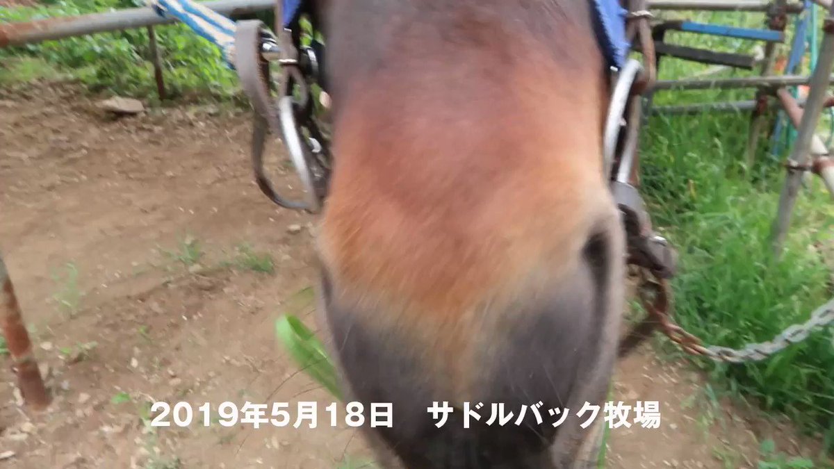 市村弘 梅本弘 または ローガン梅本 和種馬で和式馬装 袴をはいて襲歩 紅葉台木曽馬牧場の外乗コースを駈け 途中 ちょっと道から外れて山に入ってみたりしている動画 馬は先頭から凛 撮影者が乗っている二番目が章姫 三番目の白馬は翼 市村弘 梅本弘 または ローガン梅本 和種馬で和式馬装 袴をはいて襲歩 紅葉台木曽馬牧場の外乗コースを駈け 途中 ちょっと道から外れて山に入ってみたりしている動画 馬は先頭から凛 撮影者が乗っている二番目が章姫 三番目の白馬は翼