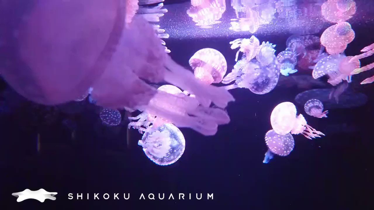 四国水族館 公式 タコクラゲはこんなクラゲだよ T Co Wuuxab1qap Twitter