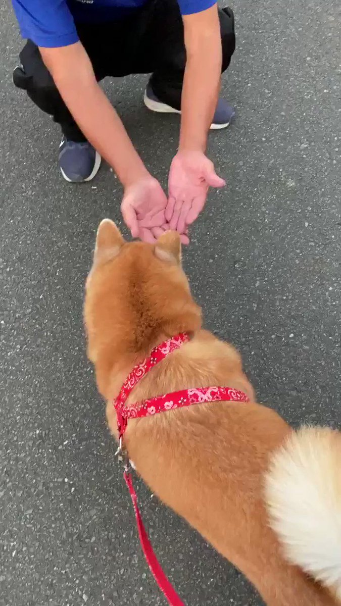 ヒトはみんな撫でてくれるもの そう思い込み背中を向けるもスルーされた柴犬 キョトン顔に胸が震えたわ 動画あり 柴犬ライフ Shiba Inu Life ヒトはみんな撫でてくれるもの そう思い込み背中を向けるもスルーされた柴犬 キョトン顔に胸が震えたわ 動画あり 柴犬ライフ Shiba Inu Life